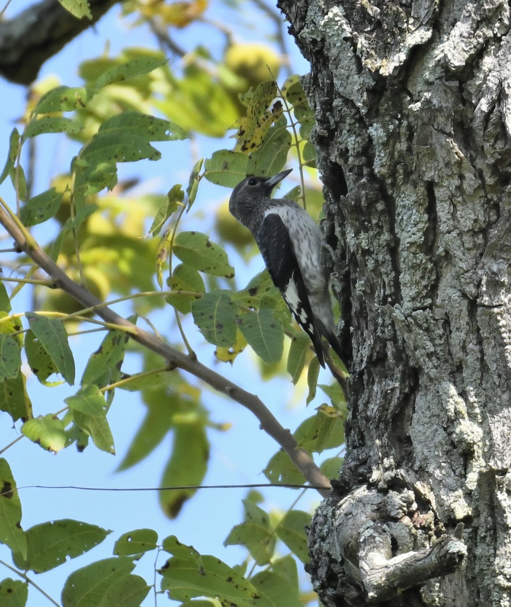Red-headed Woodpecker - ML641705018