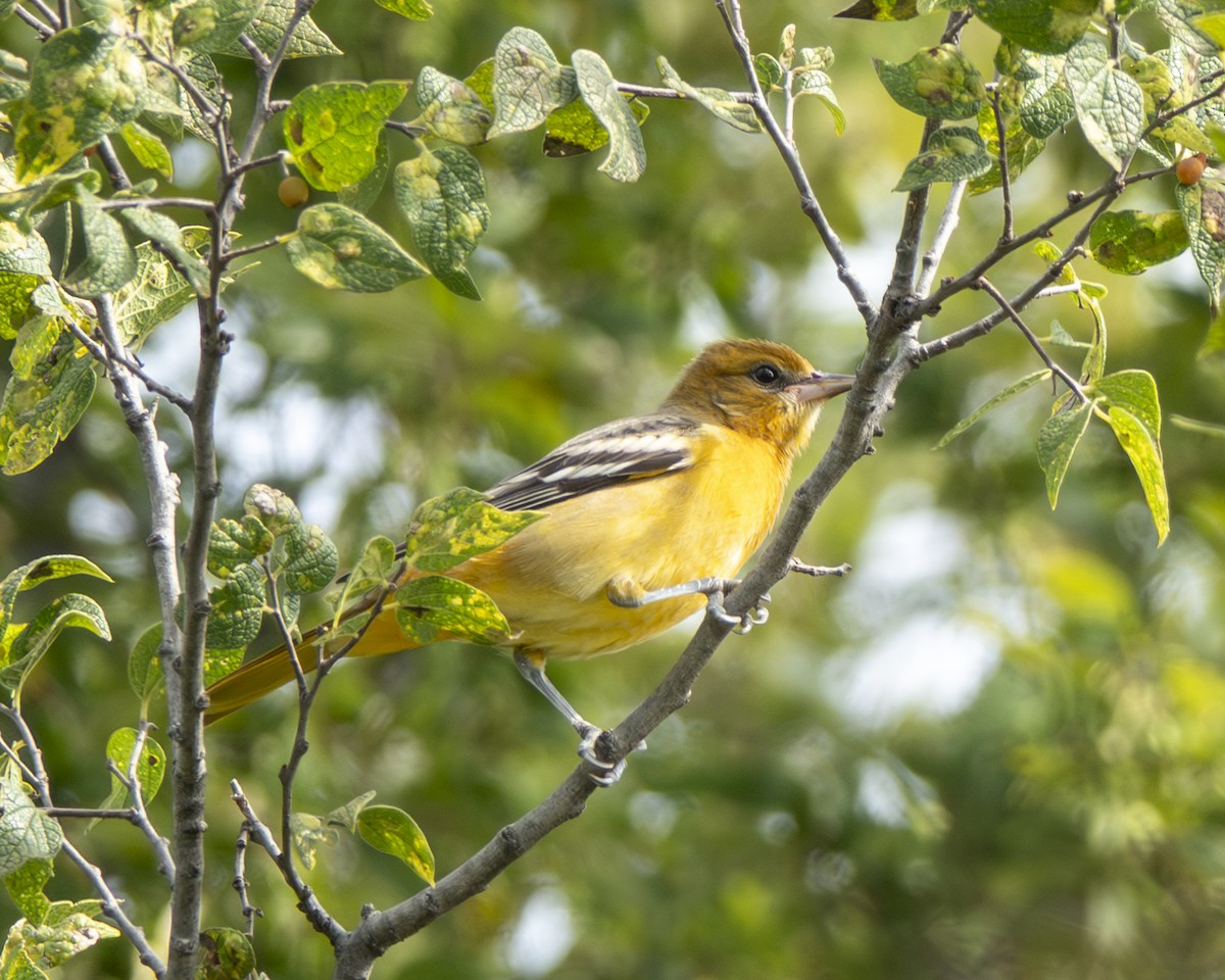 Baltimore Oriole - ML641705032