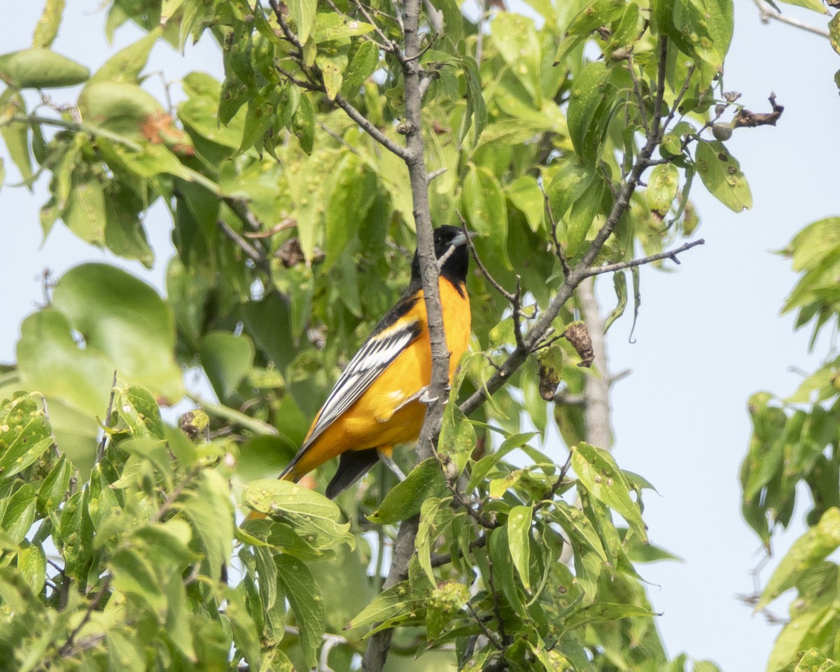 Baltimore Oriole - ML641705033