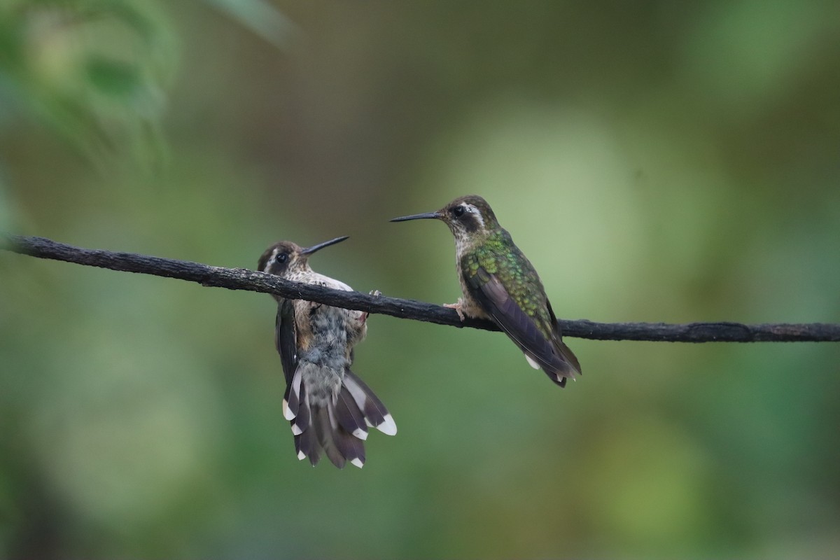 Speckled Hummingbird - ML641705076