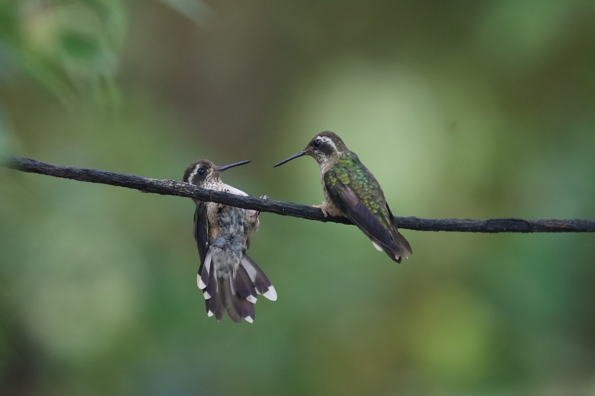 Speckled Hummingbird - ML641705077