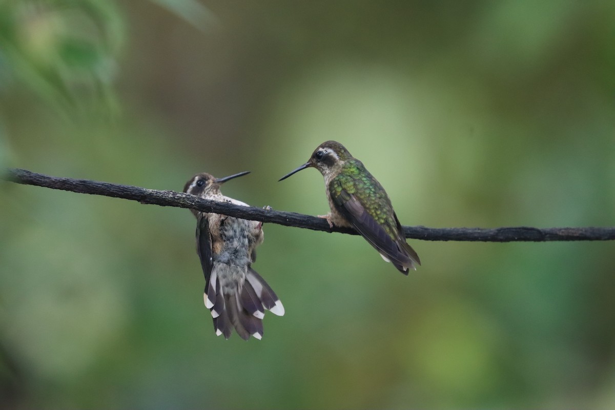 Speckled Hummingbird - ML641705078