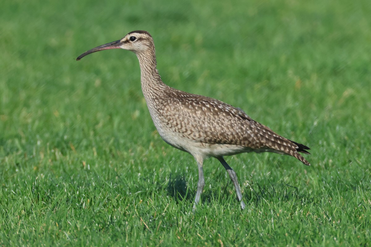 Hudsonian Whimbrel - ML641705079