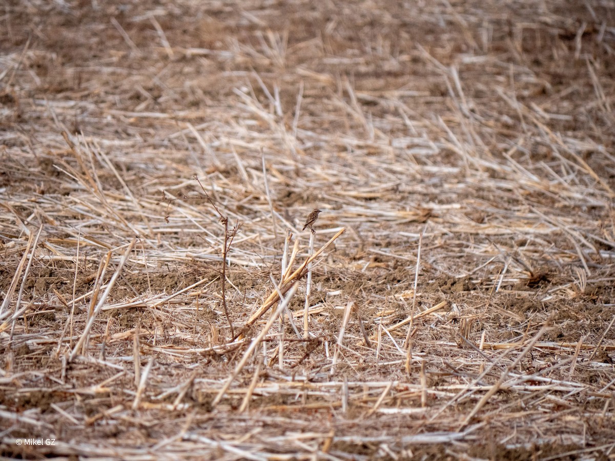 Whinchat - ML641705087