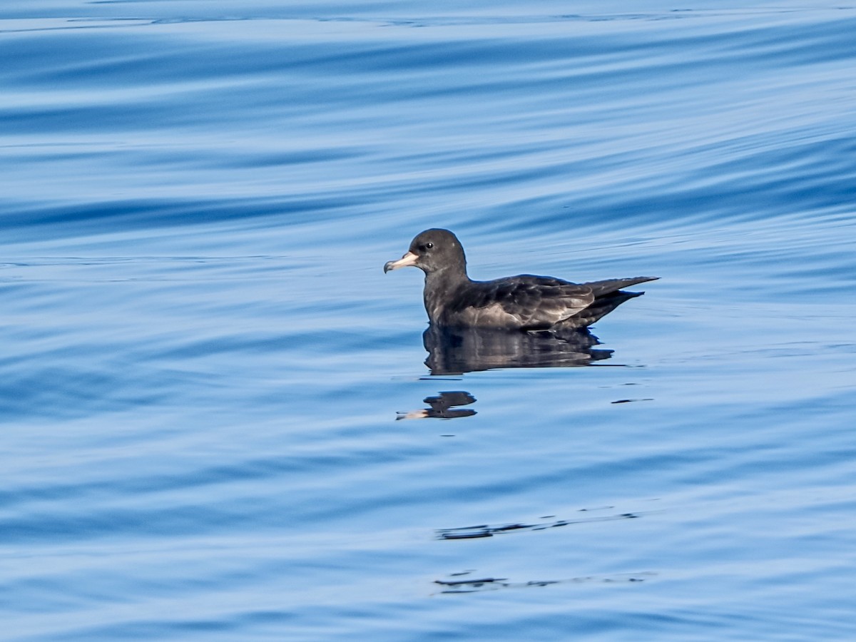 Flesh-footed Shearwater - ML641705114