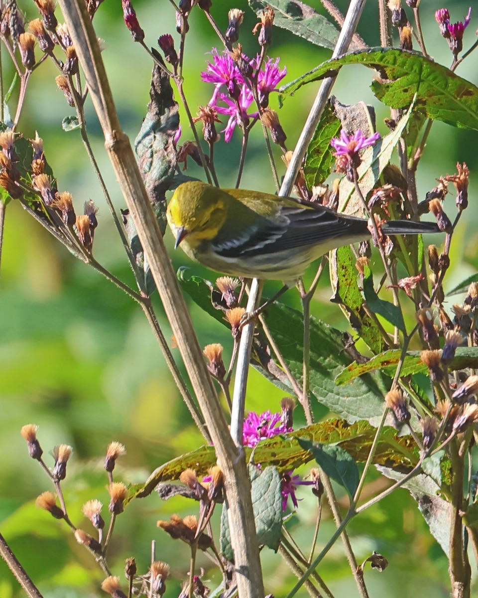 Black-throated Green Warbler - ML641705130