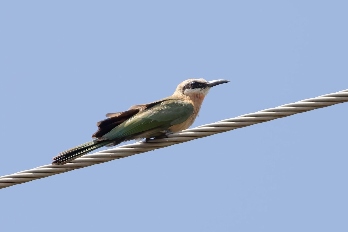 White-fronted Bee-eater - ML641705156