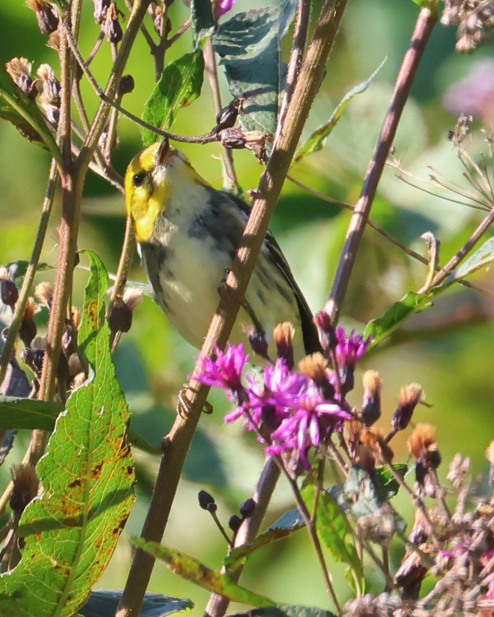 Black-throated Green Warbler - ML641705177