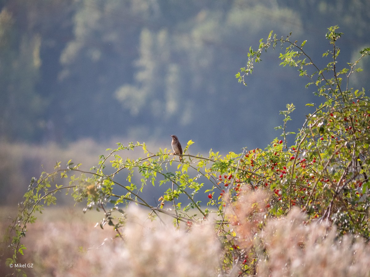Eurasian Wryneck - ML641705197