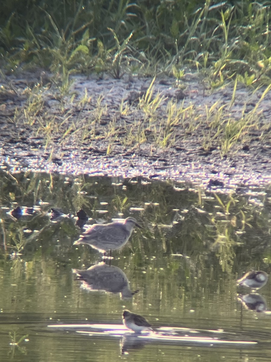 Red Knot - ML641705214