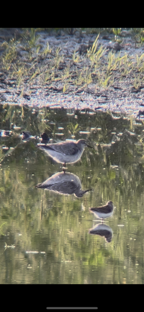 Red Knot - ML641705215