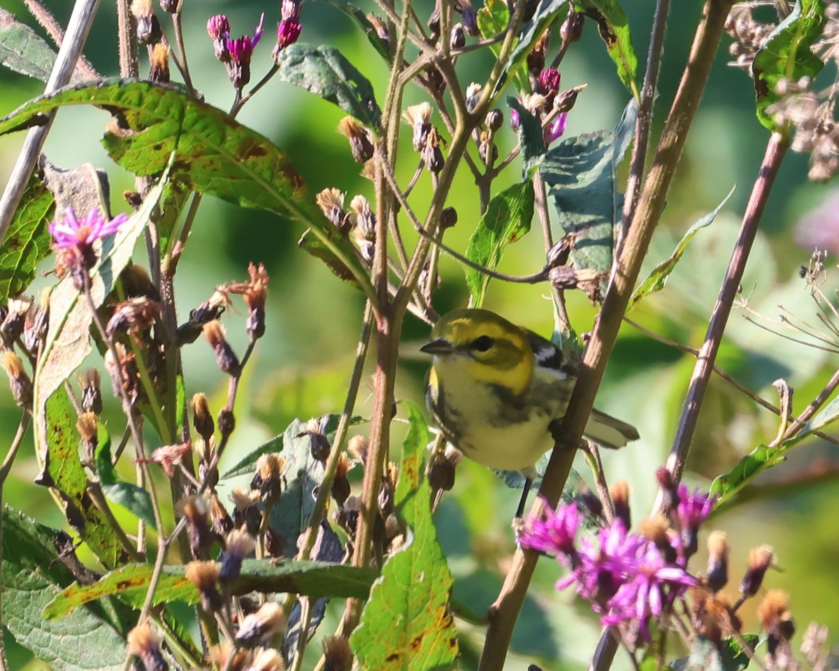 Black-throated Green Warbler - ML641705267