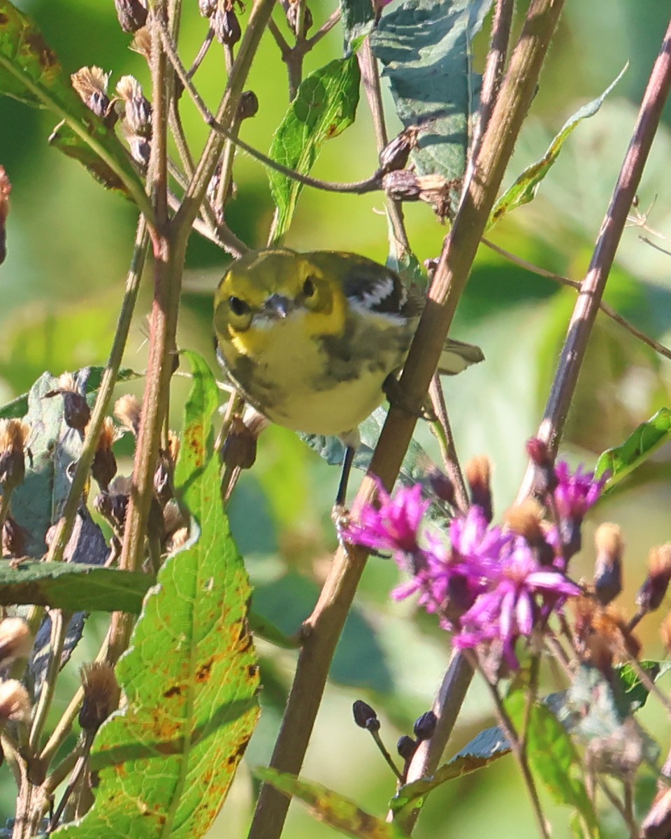 Black-throated Green Warbler - ML641705272