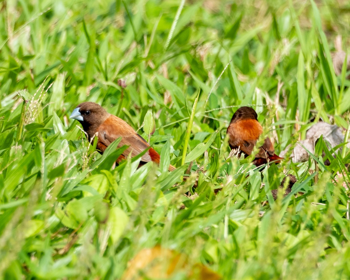 Chestnut Munia - ML641705384
