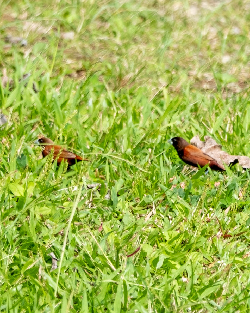 Chestnut Munia - ML641705385