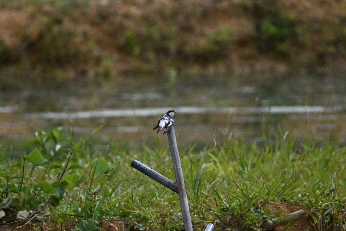 White-winged Swallow - ML641705401