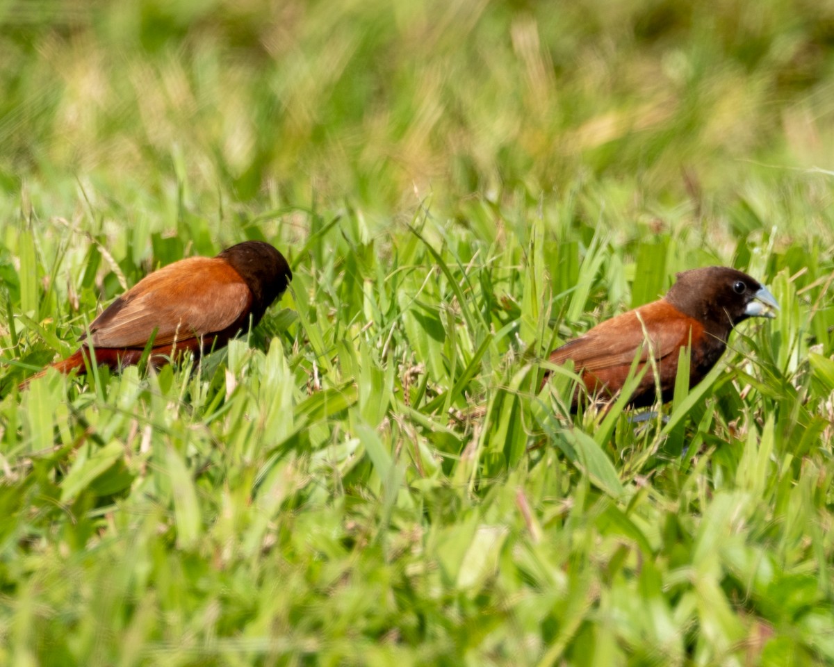 Chestnut Munia - ML641705416