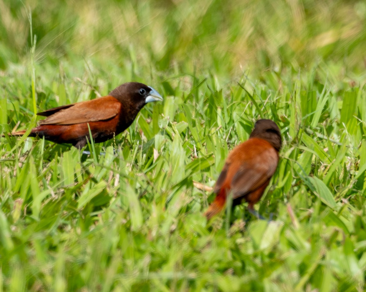 Chestnut Munia - ML641705417