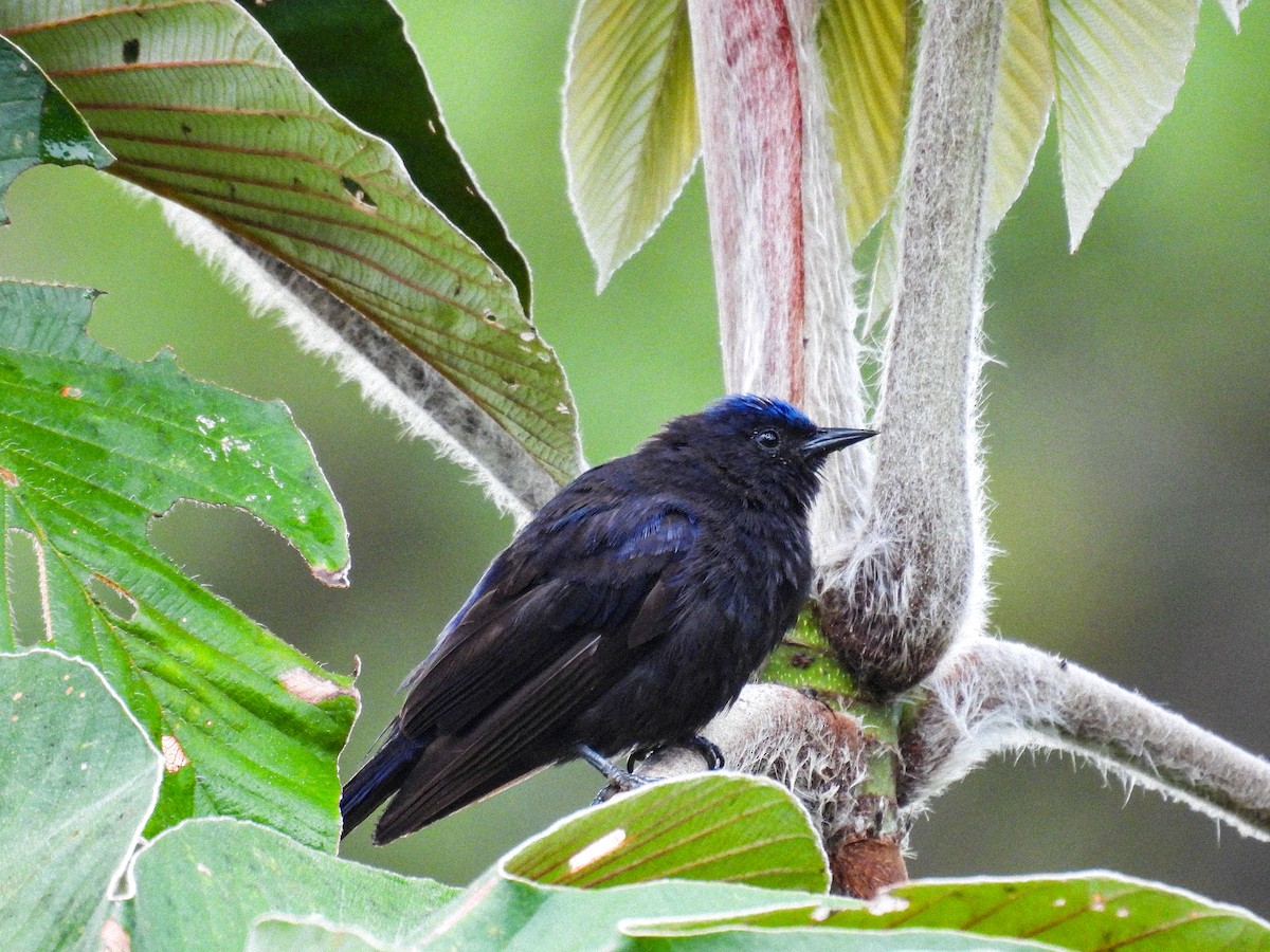 Capped Conebill - ML641705422