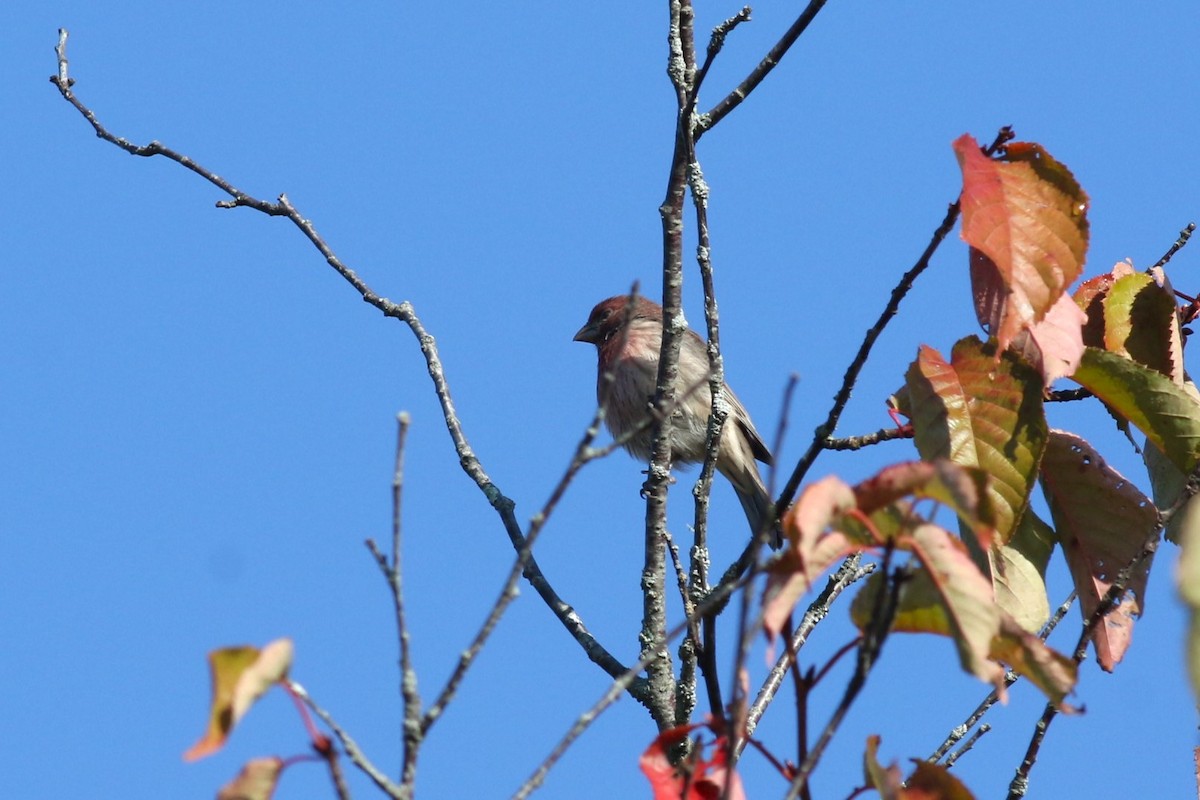 House Finch - ML641705425