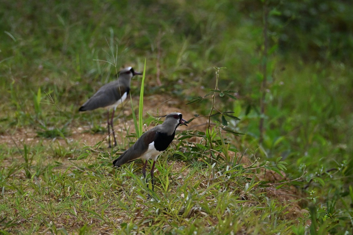 Southern Lapwing - ML641705431