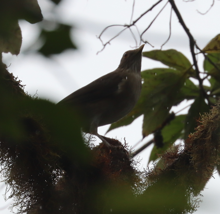 Ecuadorian Thrush - ML641705443