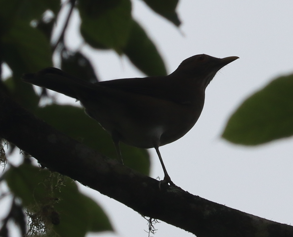 Ecuadorian Thrush - ML641705444