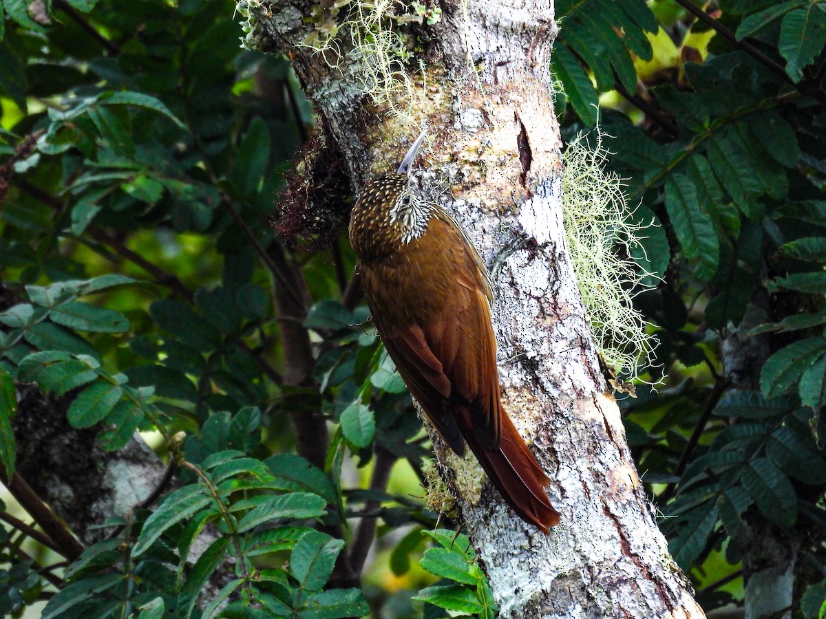 Montane Woodcreeper - ML641705477
