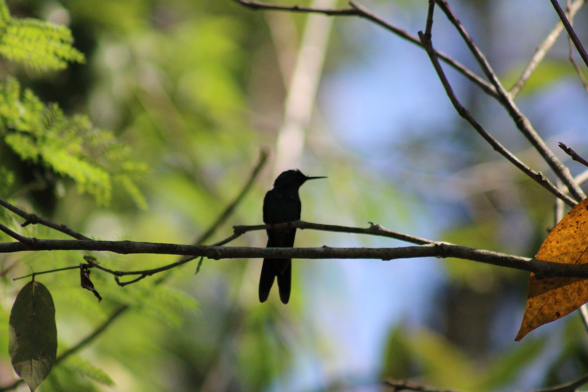 Black Jacobin - ML641705503