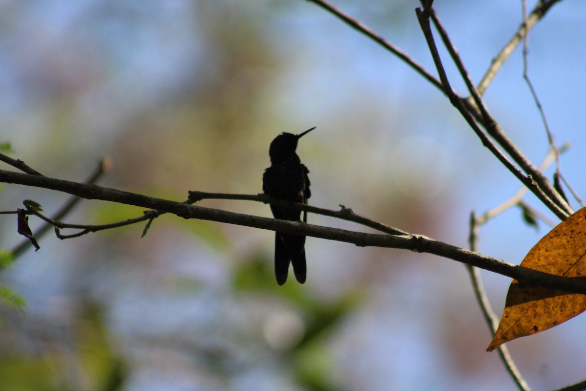 Black Jacobin - ML641705504