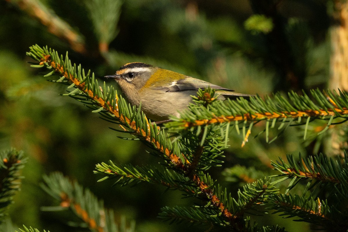 Common Firecrest - ML641705590