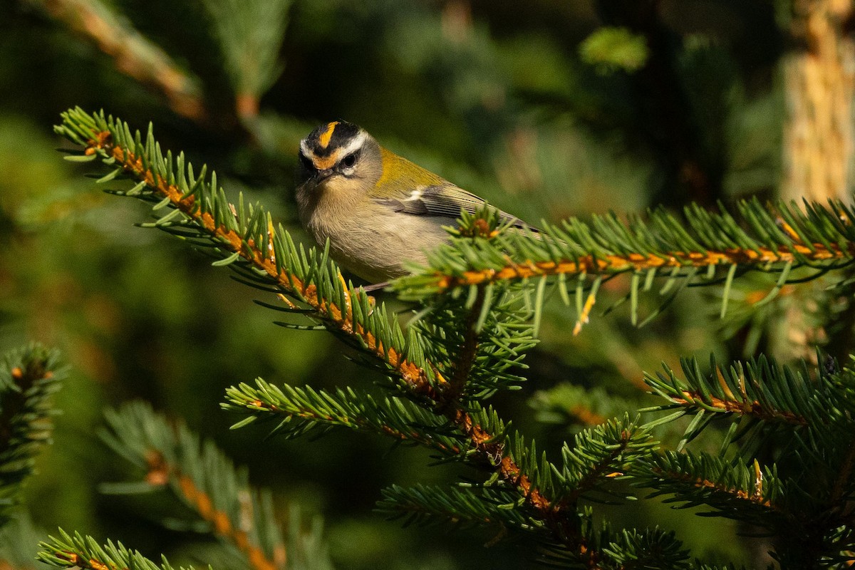Common Firecrest - ML641705591