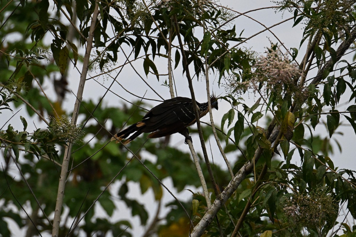 Hoatzin - ML641705618