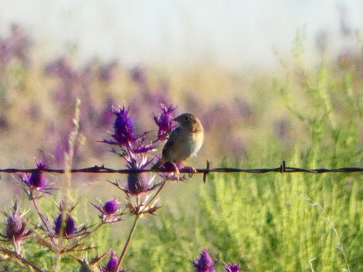 Grasshopper Sparrow - ML641705652