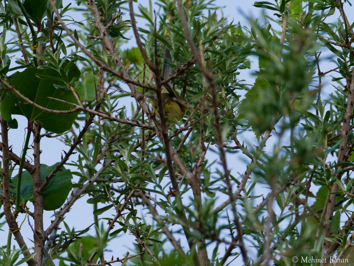 Willow Warbler - ML641705671