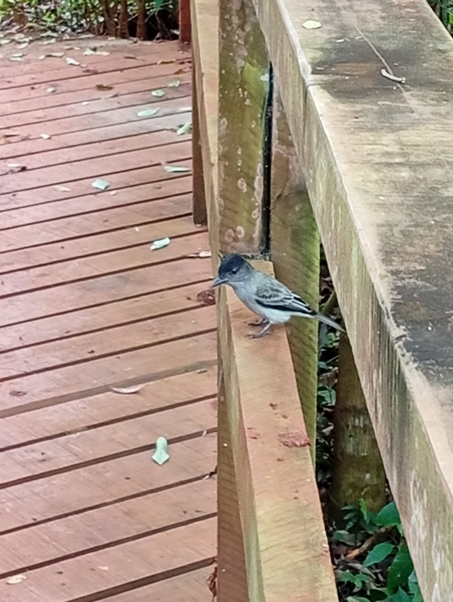 Sibilant Sirystes - ML641705692