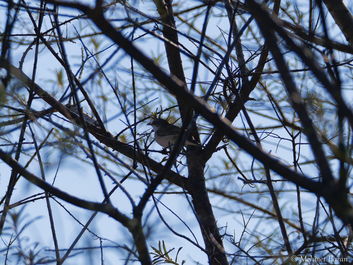 Lesser Whitethroat - ML641705717