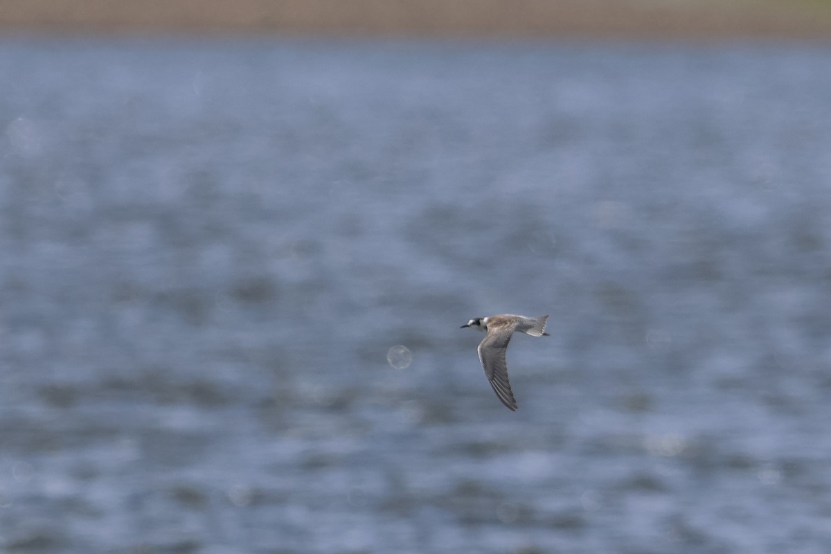 מירומית שחורה - ML641705724
