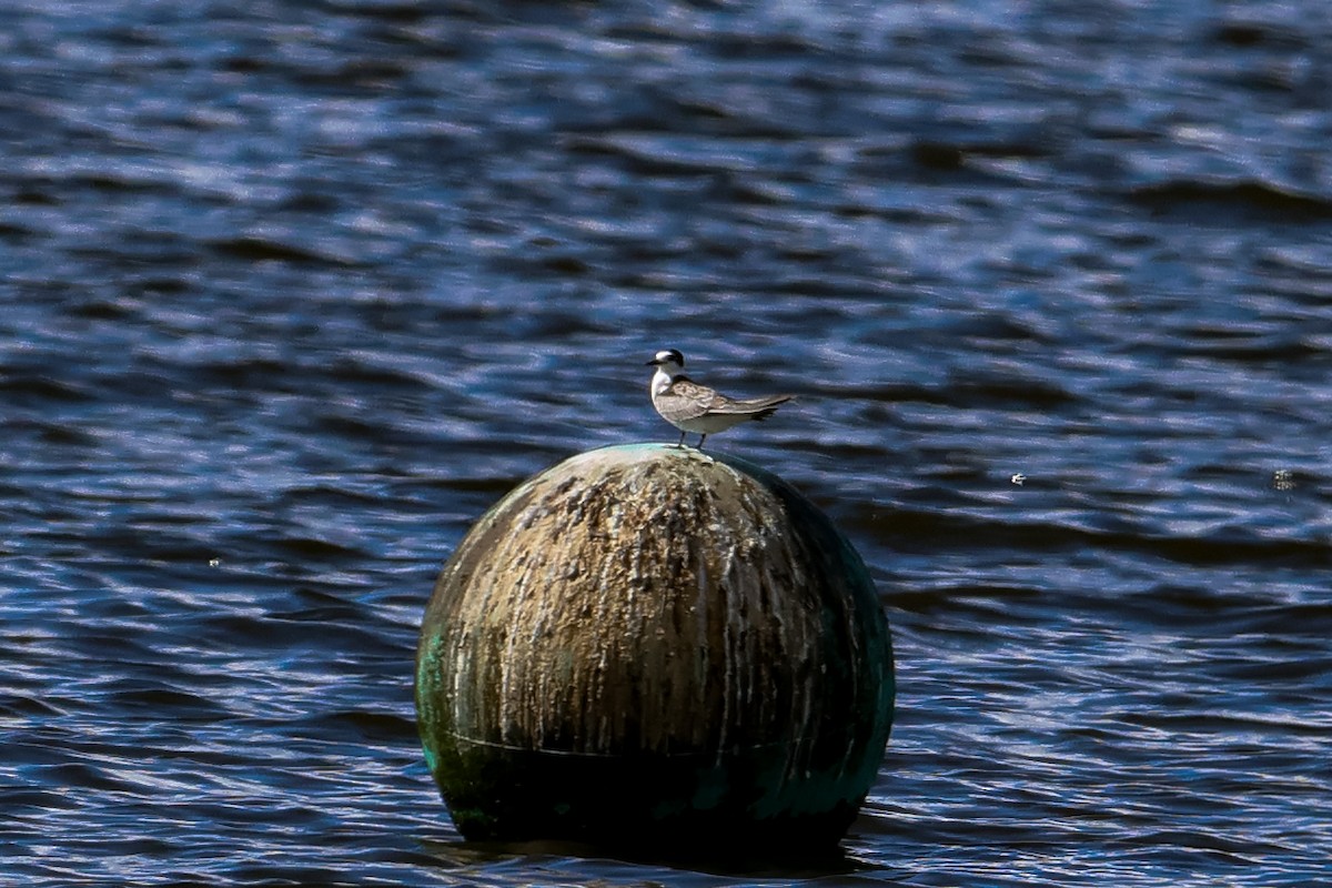 מירומית שחורה - ML641705733
