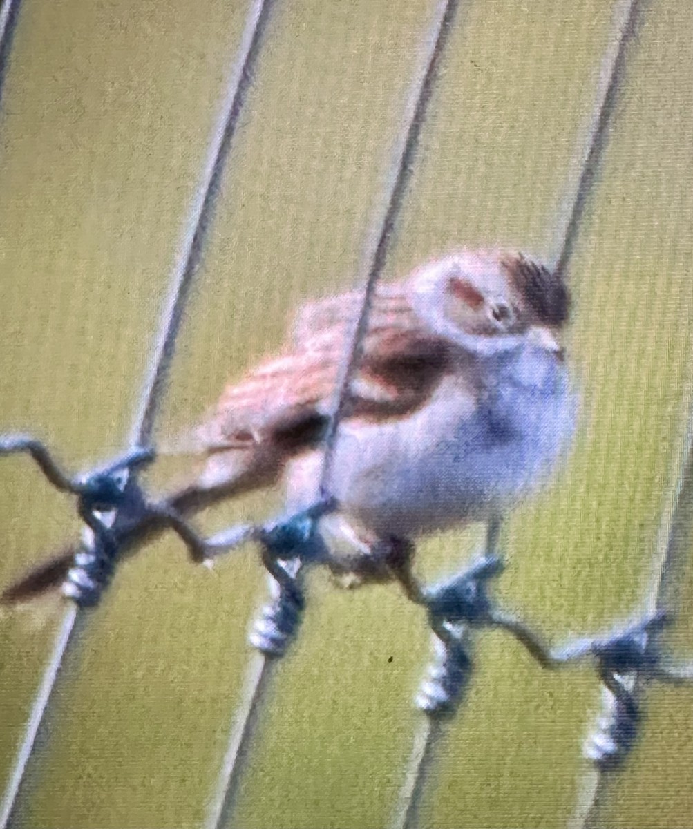 Clay-colored Sparrow - ML641705748