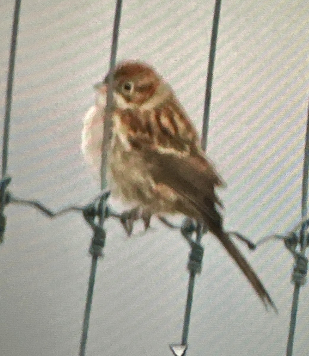 Clay-colored Sparrow - ML641705749