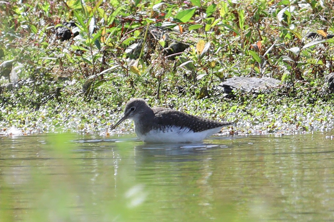ביצנית שחורת-כנף - ML641705751