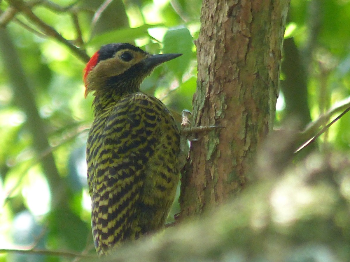 Green-barred Woodpecker - ML641705778