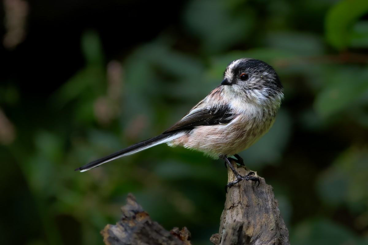 ירגזי זנבתן - ML641705784