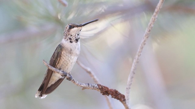 Black-chinned Hummingbird - ML641705785