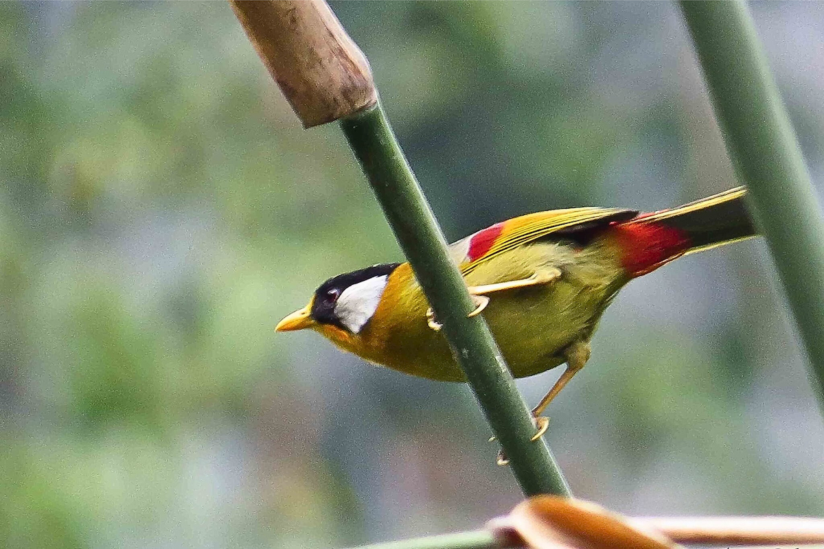 Silver-eared Mesia - ML641705787