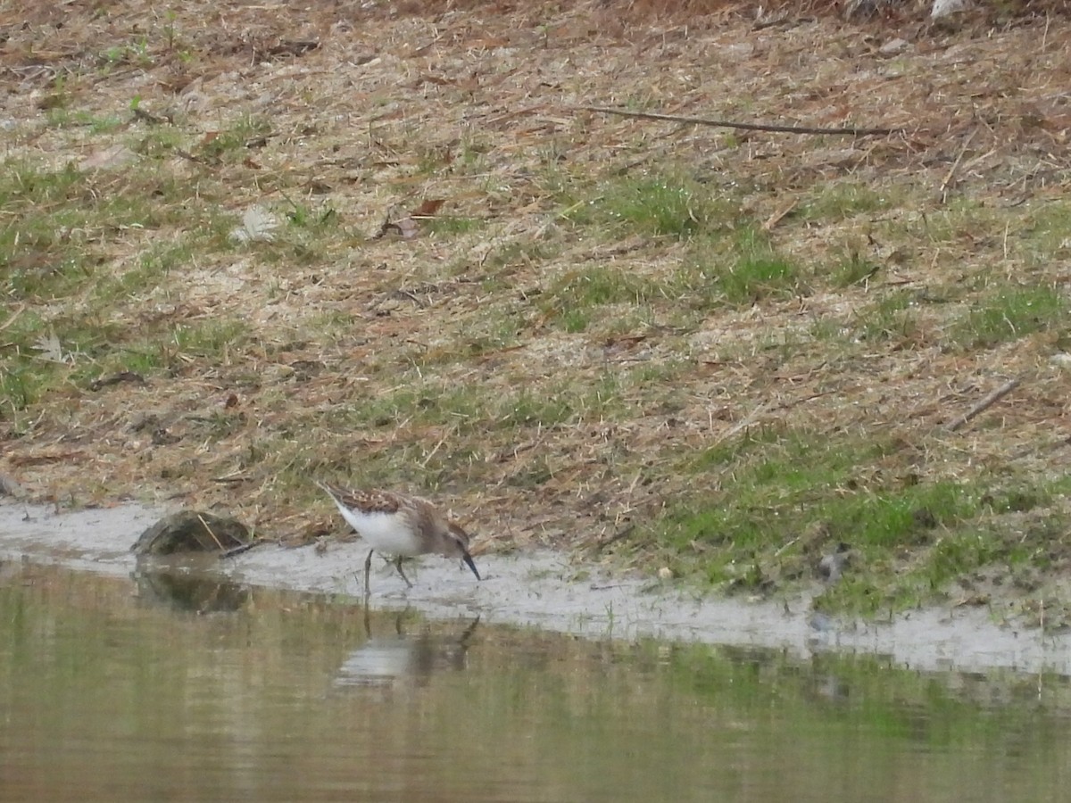 Least Sandpiper - ML641705842