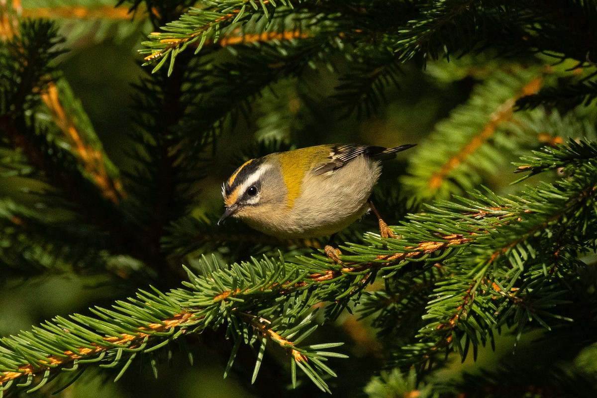 Common Firecrest - ML641705848