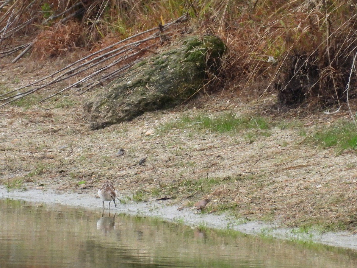 Least Sandpiper - ML641705877