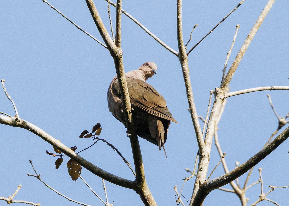 Short-billed Pigeon - ML641705894